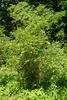 <i>Rosa multiflora</i> var. <i>cathayensis</i> Rehder rose photo