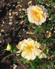 Beryl Formby rose photo