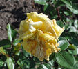 Dries Verschuren rose photo