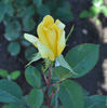 Dries Verschuren rose photo