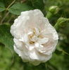 Eurydice rose photo