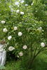 Eurydice rose photo