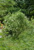 Eurydice rose photo