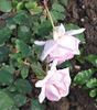 Antonín Dvořák rose photo
