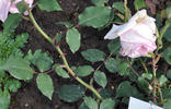 Antonín Dvořák rose photo