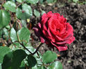 Aribau rose photo