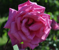Dr. A. Svehla rose photo