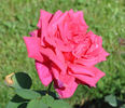 Bacchus rose photo