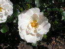 Diamond Border ™ rose photo