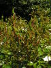 Diamond Border ™ rose photo
