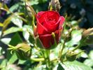 Coffee Bean ™ rose photo