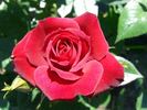 Coffee Bean ™ rose photo