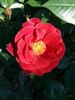 Coffee Bean ™ rose photo