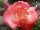 Tennessee ™ rose photo