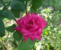 Swarthmore rose photo