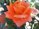 Amber Sunblaze ® rose photo