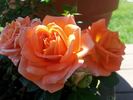 Amber Sunblaze ® rose photo