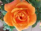 Amber Sunblaze ® rose photo