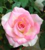 Cajun Sunrise rose photo