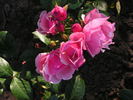 Anneke Doorenbos rose photo
