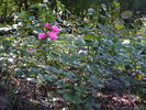 Anneke Doorenbos rose photo