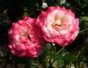 LAMinuette rose photo