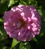 Pinktopia rose photo