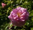 Pinktopia rose photo
