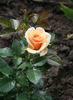 Olympic Palace ® rose photo