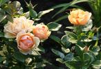 Olympic Palace ® rose photo