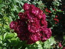 Ilmenau rose photo