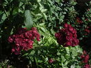 Ilmenau rose photo