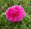Chenedollé rose photo