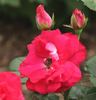 Hot Wonder rose photo