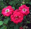 Hot Wonder rose photo