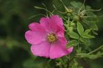 R. koreana rose photo
