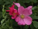 R. koreana rose photo