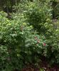 R. glabrifolia rose photo