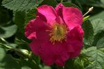 R. glabrifolia rose photo
