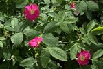 R. glabrifolia rose photo