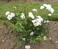 Autumn Delight rose photo
