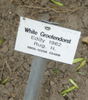 White Grootendorst rose photo