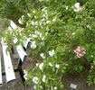 White Grootendorst rose photo