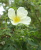 Albert Edwards rose photo