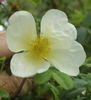 Albert Edwards rose photo