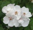 Paul's Single White rose photo
