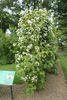 R. filipes rose photo
