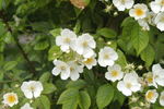R. filipes rose photo
