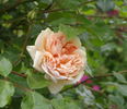 Désiré Bergera rose photo