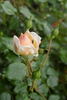 Désiré Bergera rose photo